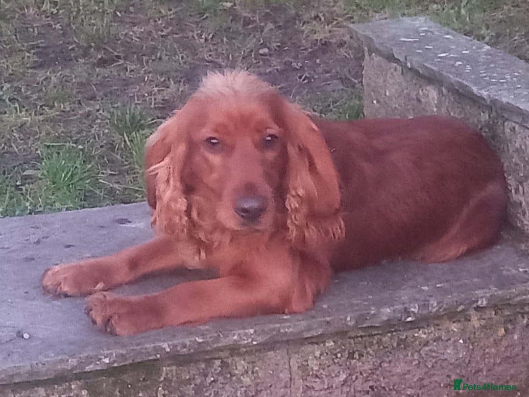 Cocker Spaniel dogs for sale: Working cocker Spainel puppys  - Image 12