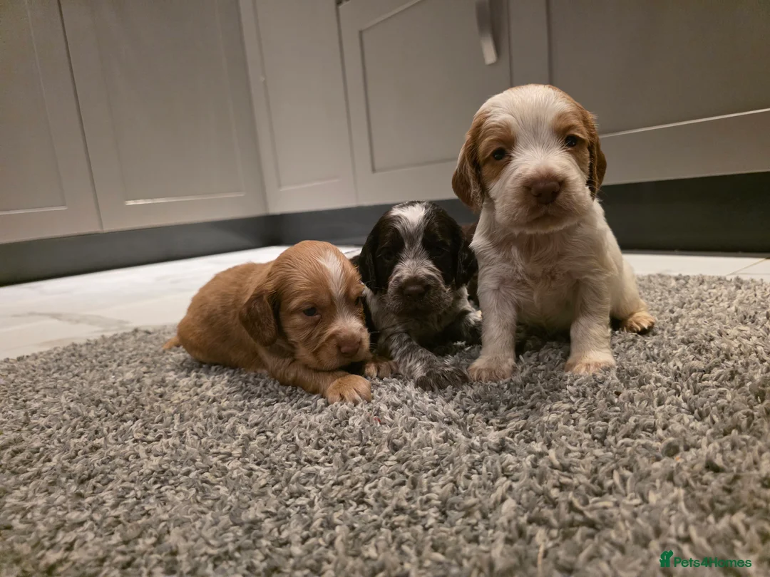 Cocker Spaniel dogs for sale: Beautiful Working cocker spaniel puppies - Advert 5