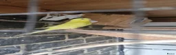 Budgerigars birds for sale: Budgies for sale  - Advert 4