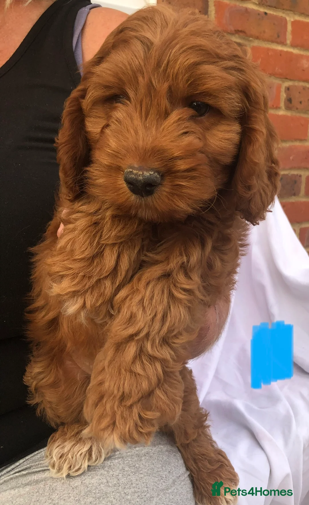 Cockapoo dogs for sale: Cockerpoo Puppies For Sale  - Advert 8