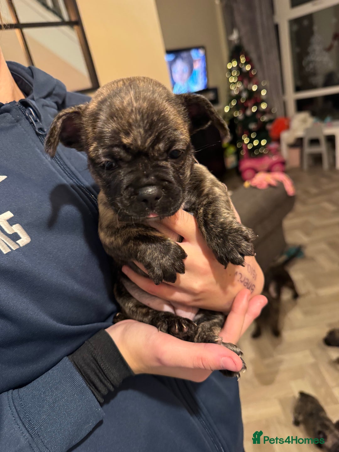 Mixed Breed dogs for sale: 1 remaining girl puppy for sale - Advert 2