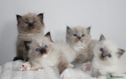 Ragdoll cats for sale:  3 BOY ULTRA FLUFFY MINK ragdoll kittens  - Image 24