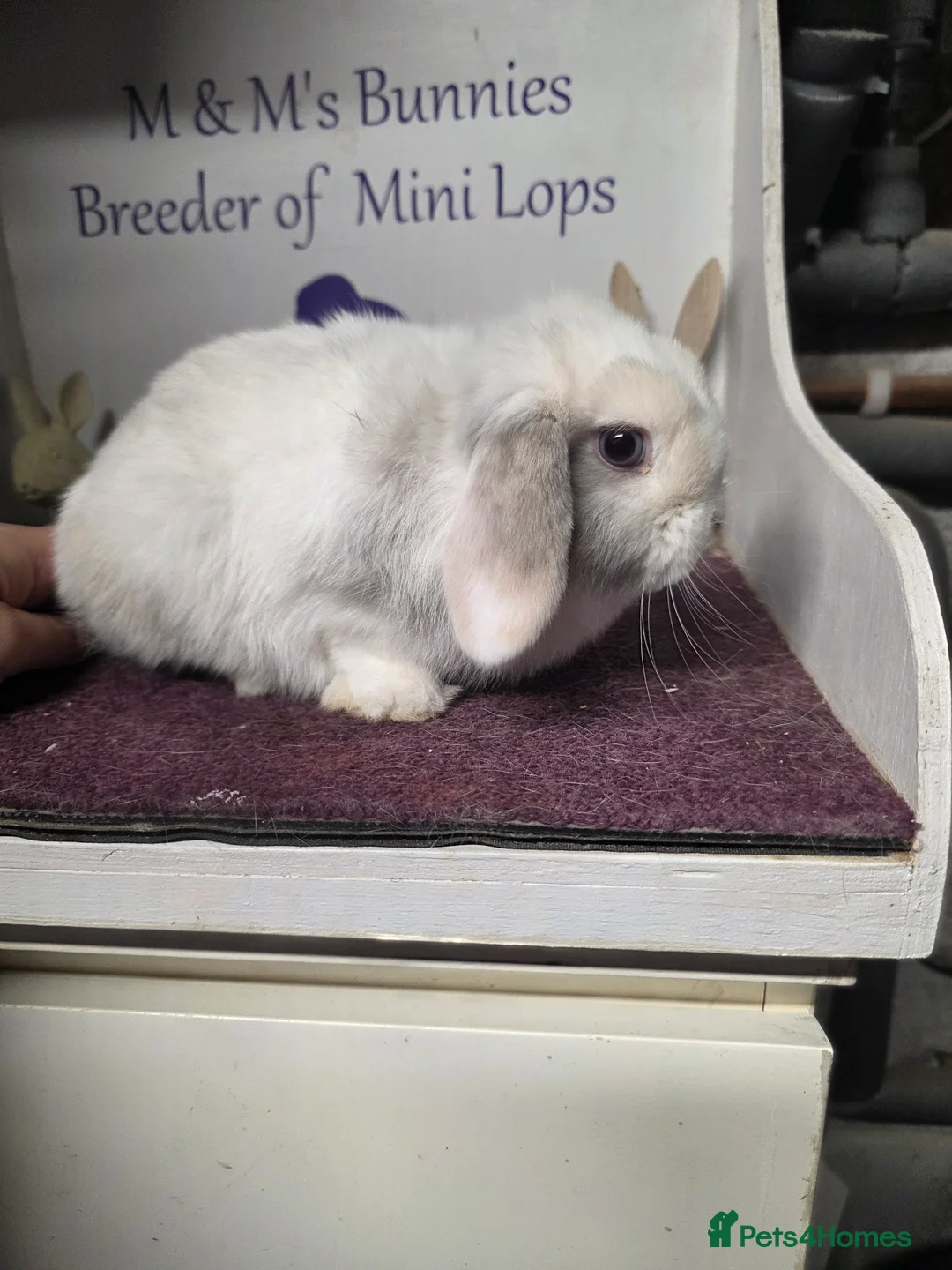 Mini Lop rabbits for sale: Mini Lop Lilac Pointed Magpie Doe - Advert 8