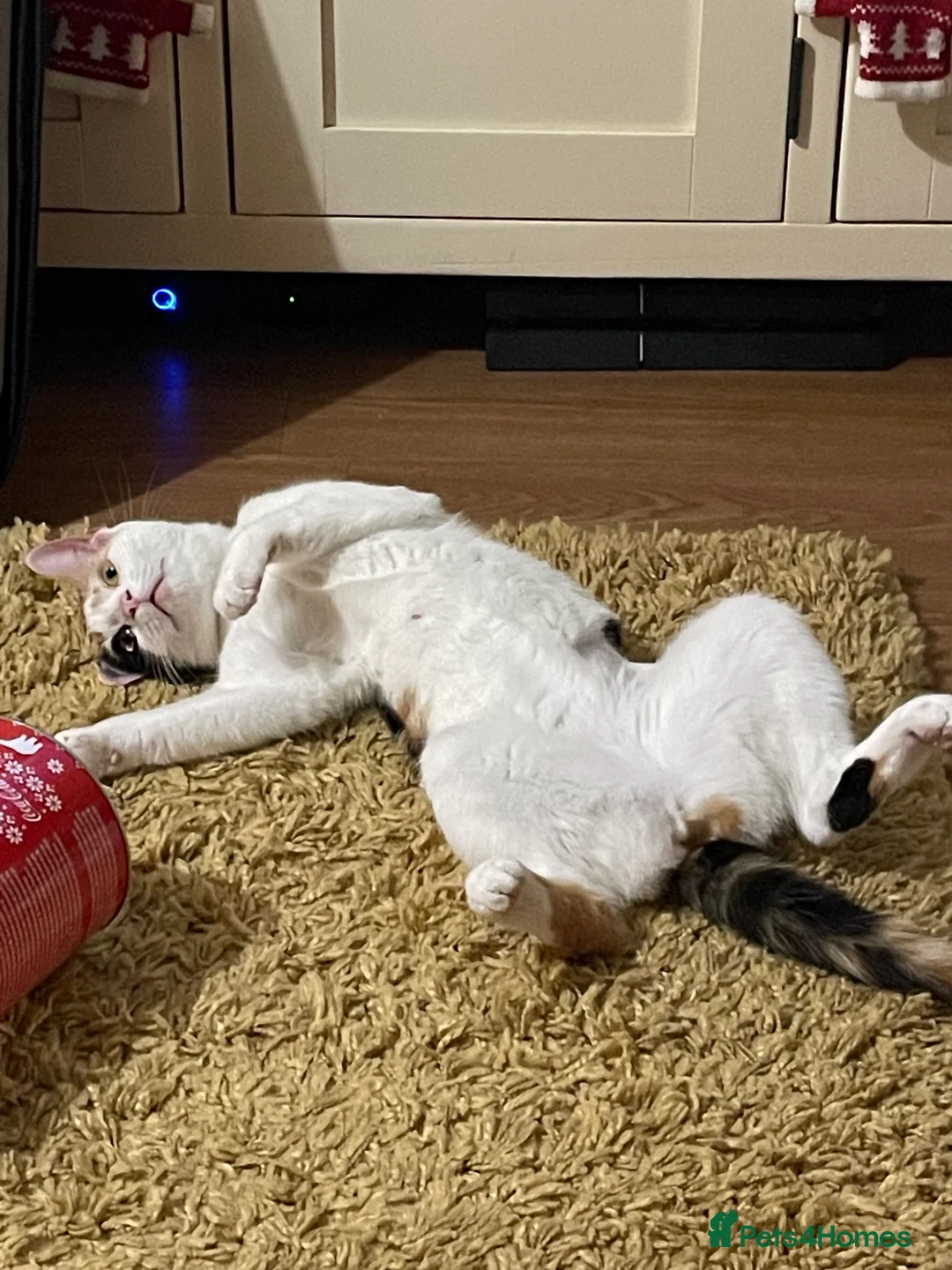 Mixed Breed cats for sale: Mixed breed female  - Advert 5