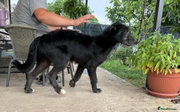 Mixed Breed dogs for adoption: TARMAC - a handsome young boy for a Loving Home - Image 3