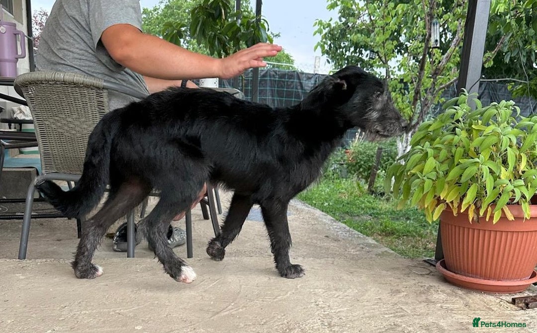 Mixed Breed dogs for adoption: TARMAC - a handsome young boy for a Loving Home - Image 3