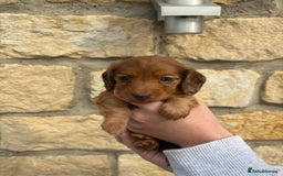 Miniature Dachshund dogs for sale: Gorgeous Long &short haired mini dachshund puppies - Image 6