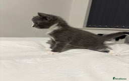 British Shorthair cats for sale: Grey kittens  - Image 7