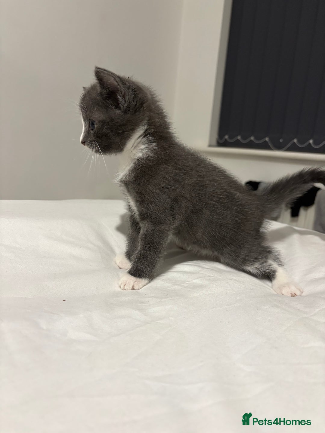 British Shorthair cats for sale: Grey kittens  - Image 7