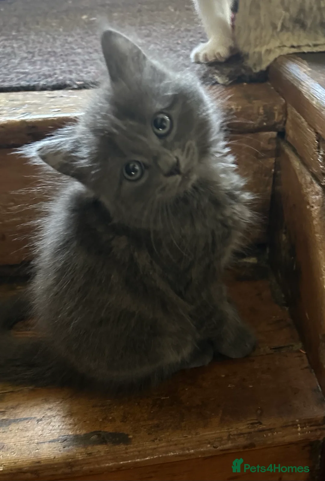 Mixed Breed cats for sale: Kittens looking for their loving forever home - Advert 2