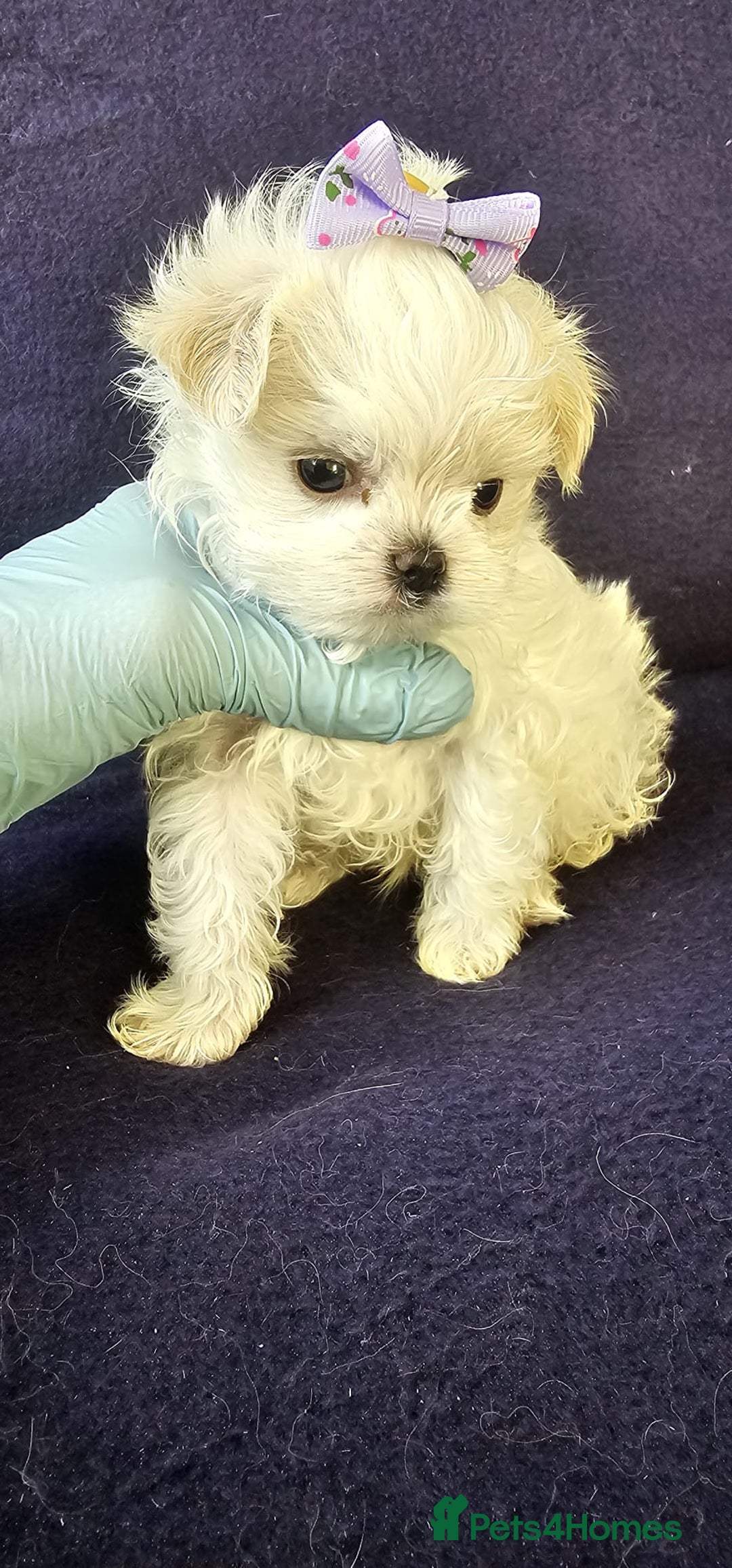 Maltese dogs for sale: Mini Maltese  - Advert 11