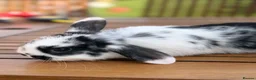 Mini Lion Lop rabbits for sale: 4 baby mini lion lop bunnies - Advert 8