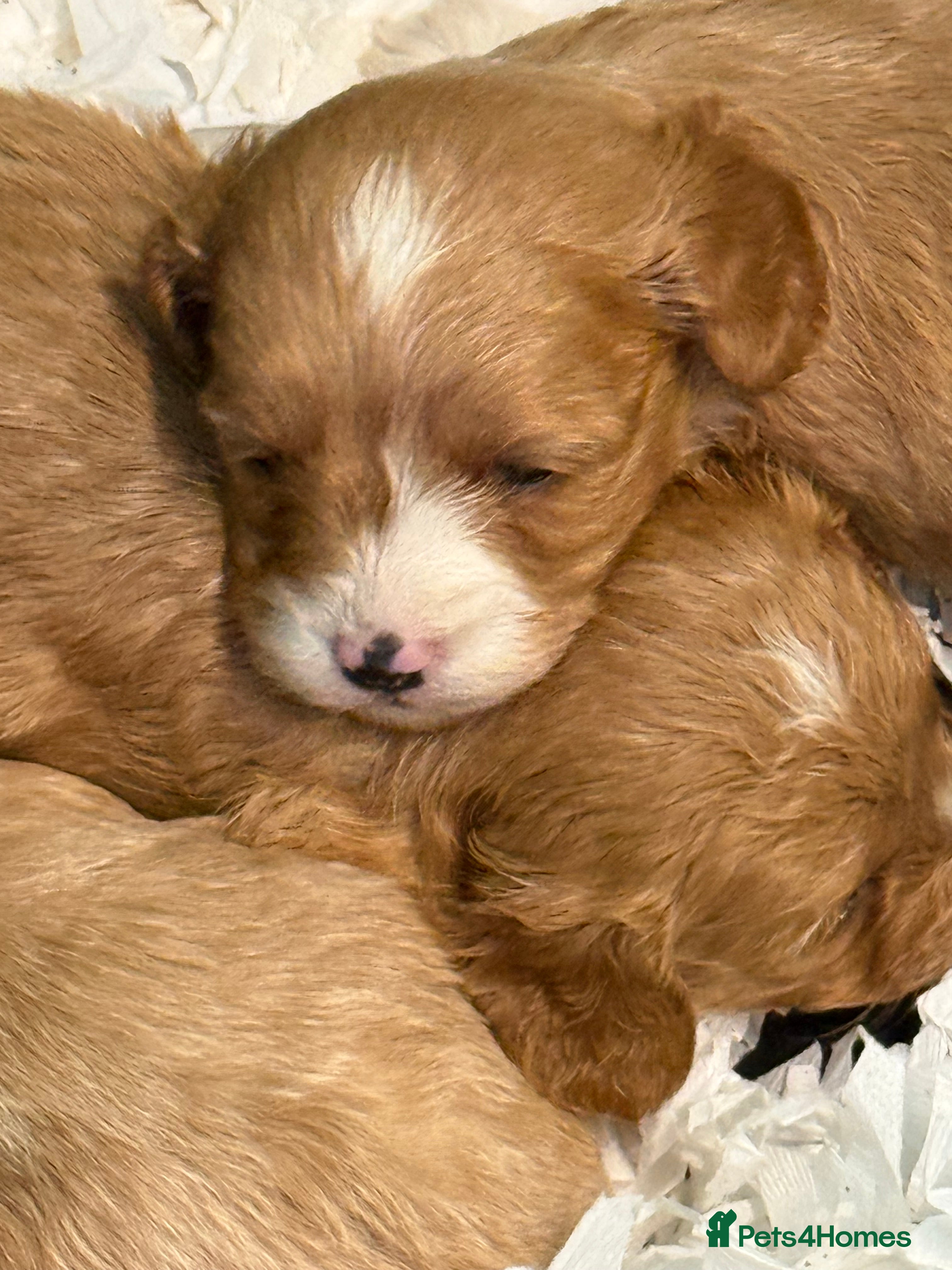 Cavapoo dogs Stunning F1 Cavapoos  - Advert 4