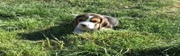 Beagle dogs for sale: STUNNING KENNEL CLUB REG BEAGLE PUPPIES - Advert 5