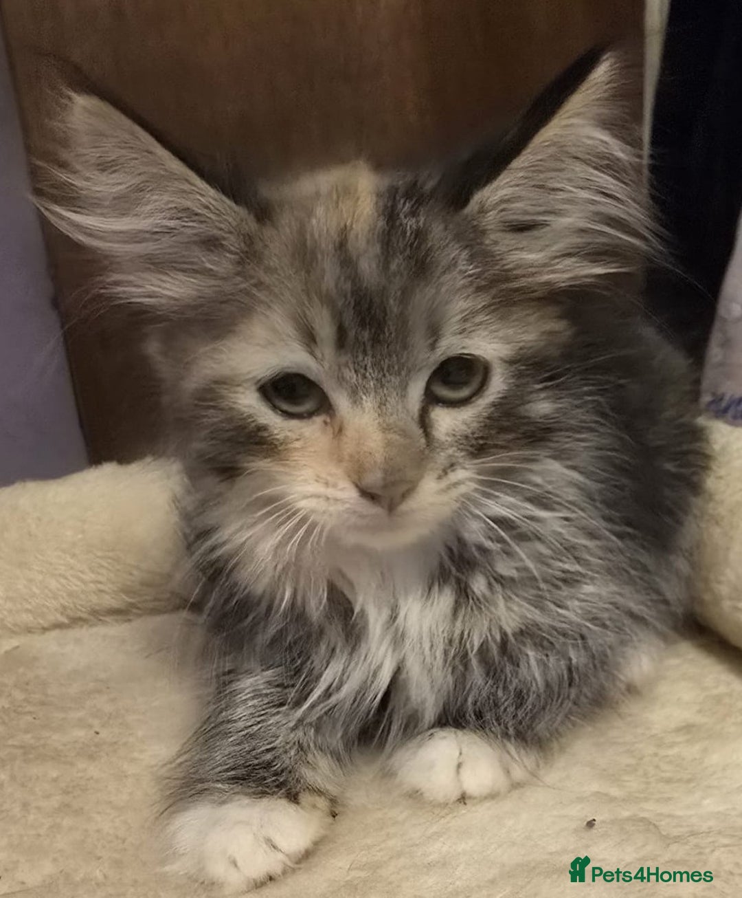 Siberian cats for sale: Tested purebreed hypoallergenic Siberian kittensns - Image 23
