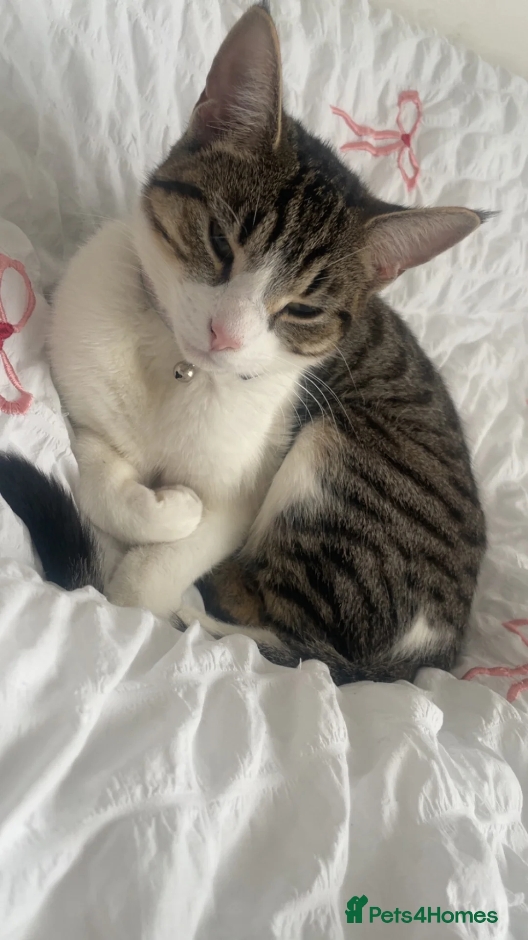 Mixed Breed cats for sale: Girl cat - Stormi - Advert 5