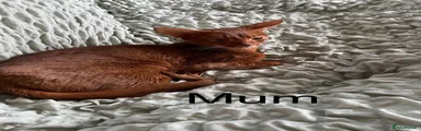 Abyssinian 1