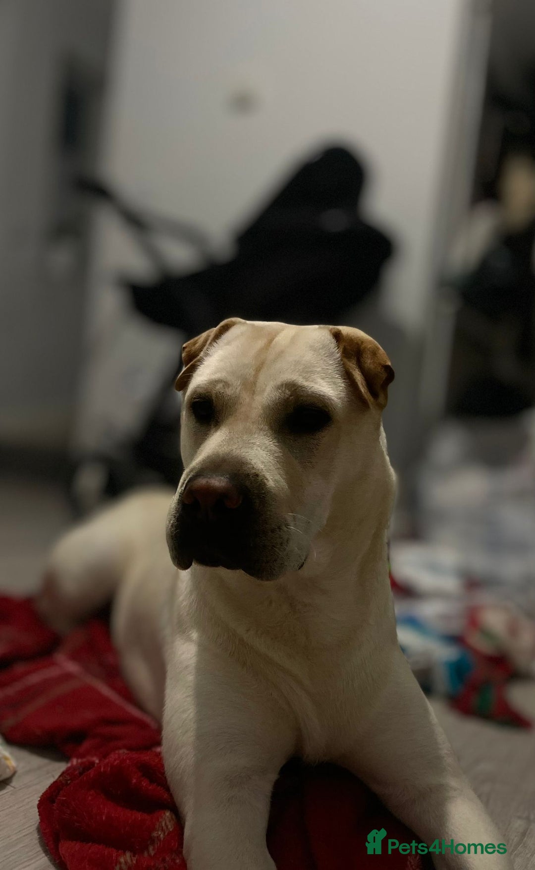 Mixed Breed dogs for sale: Shar pei cross Labrador - Advert 6