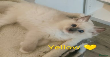 Ragdoll cats - Advert 6