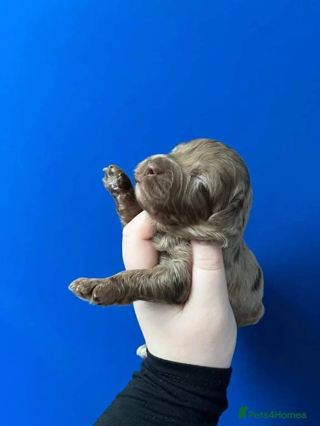 Miniature Poodle dogs for stud: RARE BLUE MERLE PHANTOM STUD in Consett - Advert 15