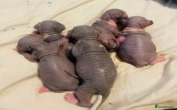Sphynx cats for sale: Beautiful blue litter of Sphynx kittens - Advert 10