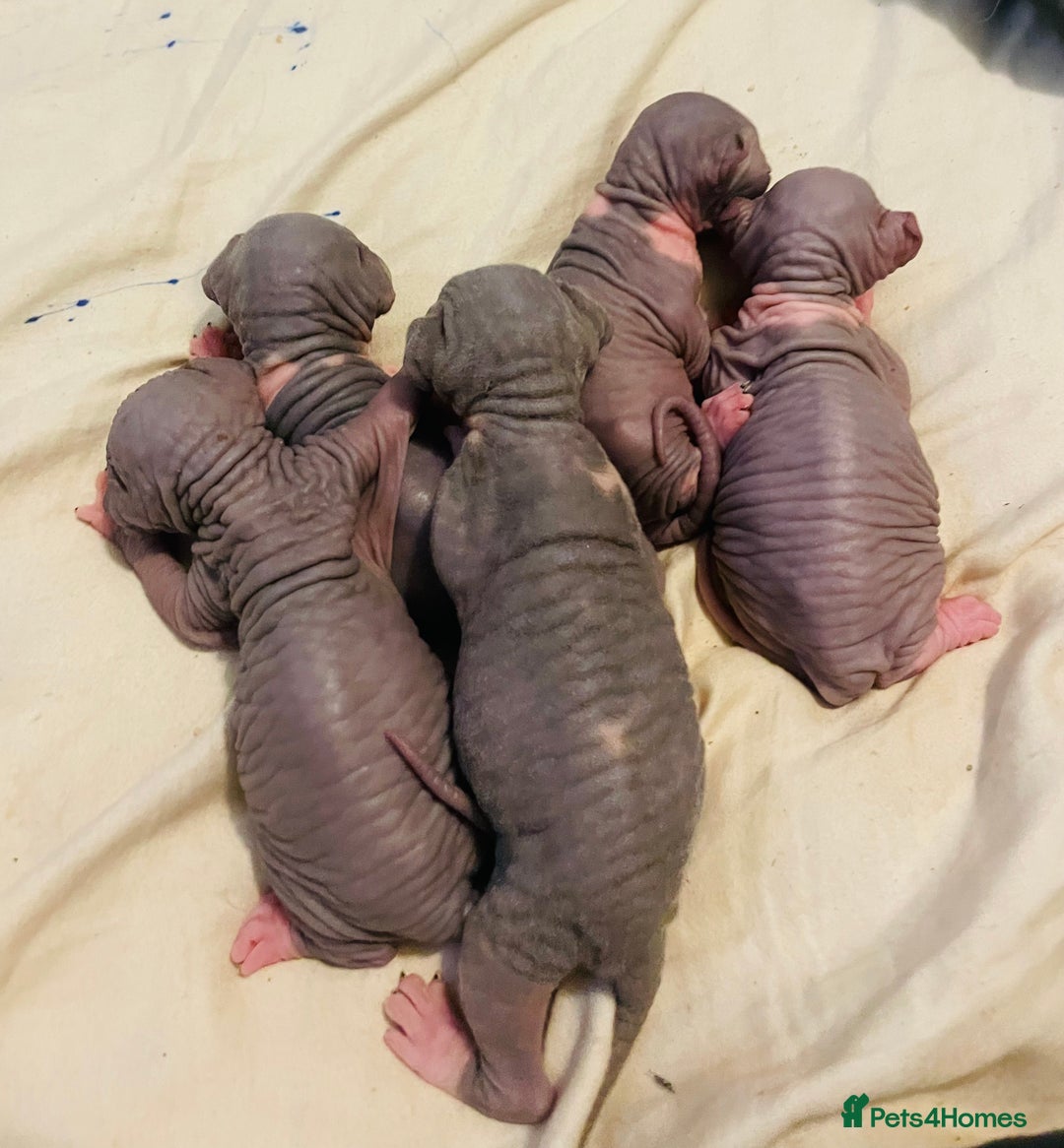 Sphynx cats for sale: Beautiful blue litter of Sphynx kittens - Advert 10