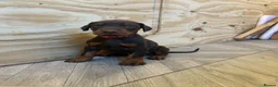 Dobermann dogs for sale: European Doberman puppies  in Birmingham - Advert 6
