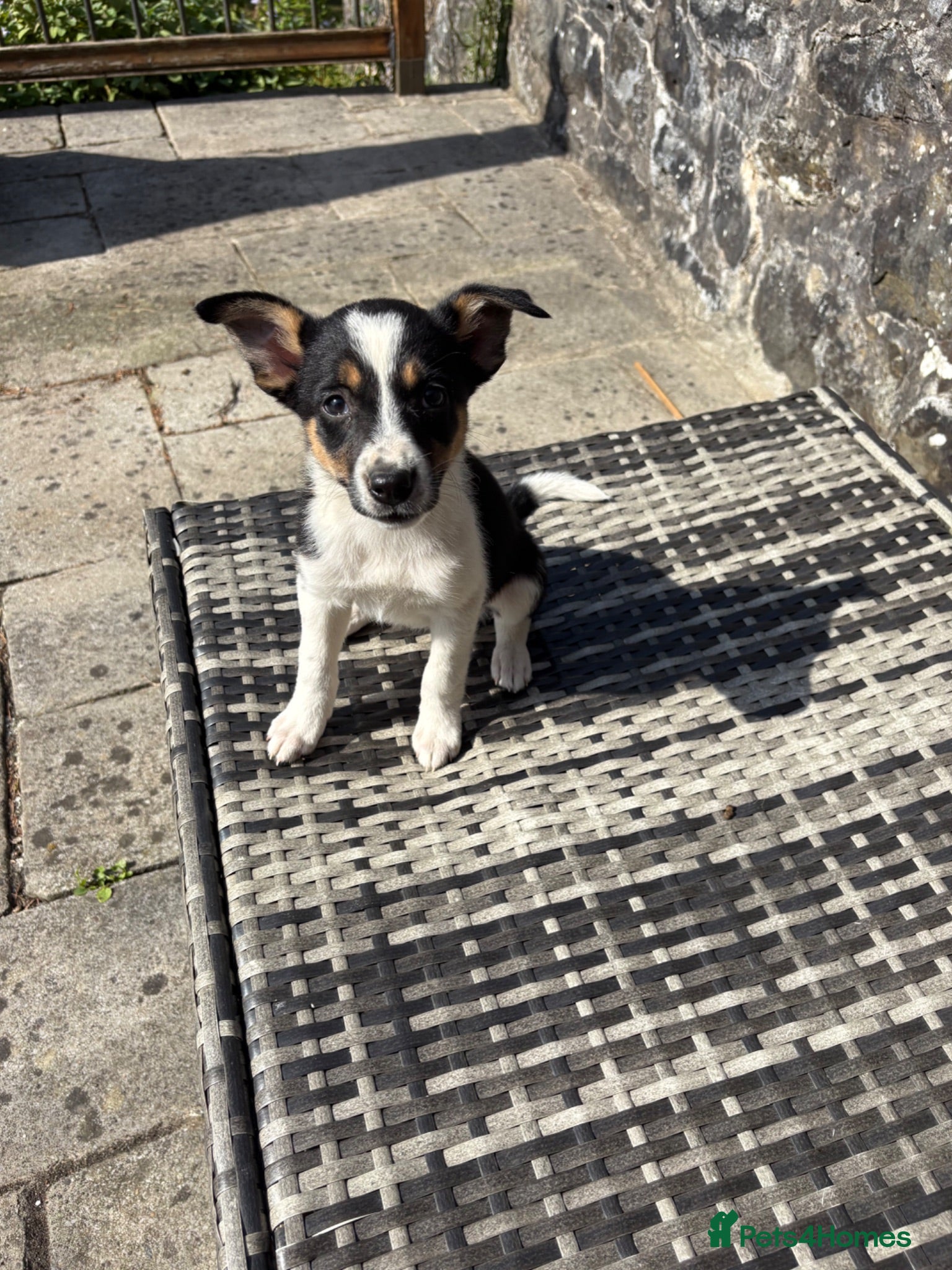 Mixed Breed dogs Lovely Border Collie x Australian Kelpie Pups   - Advert 9