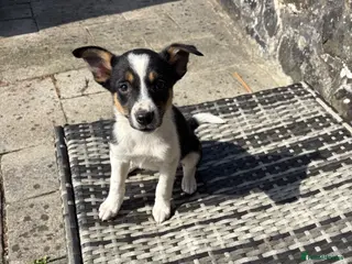 Mixed Breed dogs Lovely Border Collie x Australian Kelpie Pups - Advert 4