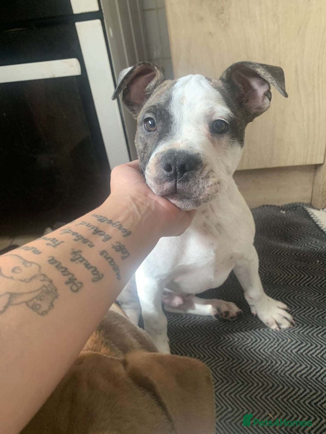 Mixed Breed dogs for sale: Last boy ready to go  - Image 4