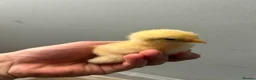 Chickens poultry for sale: brahma X Warren chicks  - Advert 3
