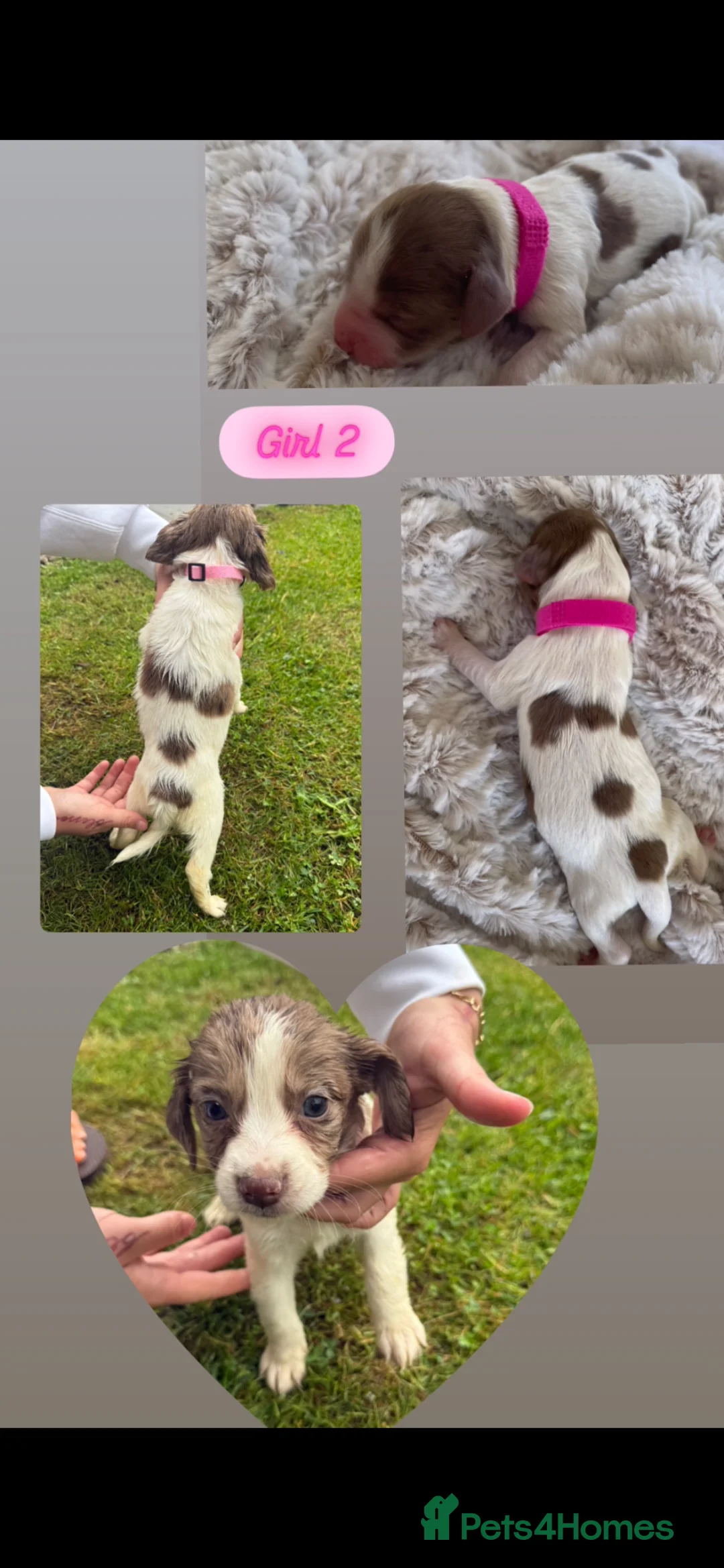 Sprocker dogs for sale: 8 F1 Sprocker spaniels  - Advert 2