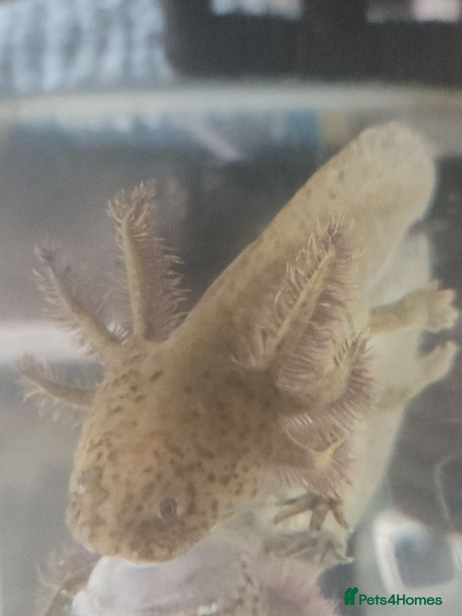 Axolotl reptiles Axolotl  - Advert 12