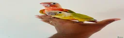Conures birds for sale: Hand reared conures for sale  - Advert 11