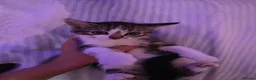 Mixed Breed cats for sale: Beautiful Kittens Looking for Loving Homes - Advert 16