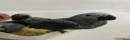 Parrots birds for sale: 2 MALES LEFT Super cuddly baby African greys  - Advert 1