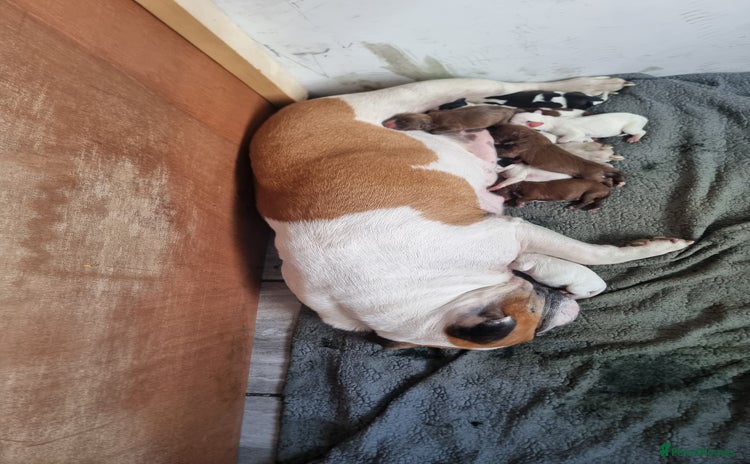 Mixed Breed dogs - Advert 12