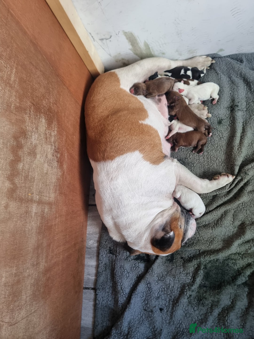 Mixed Breed dogs for sale: Cockerbull - Image 2