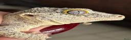 Gecko reptiles for sale: Gargoyle gecko - Advert 5