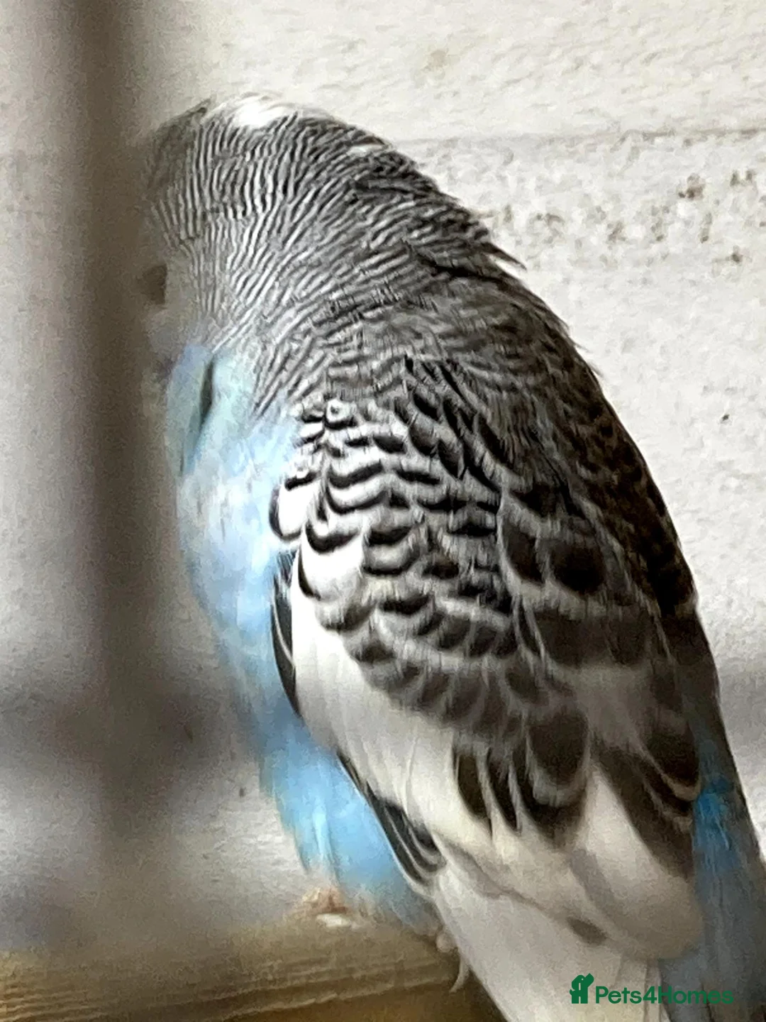 Budgerigars birds for sale: Baby Budgies - Advert 2