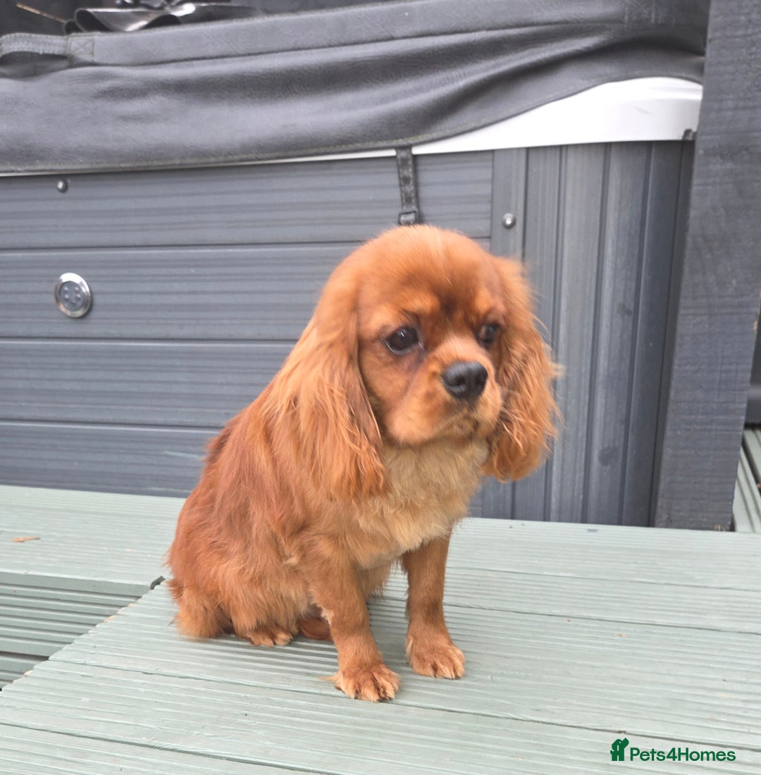 Cavalier King Charles Spaniel dogs for stud: Extensively health tested ruby STUD - Advert 4