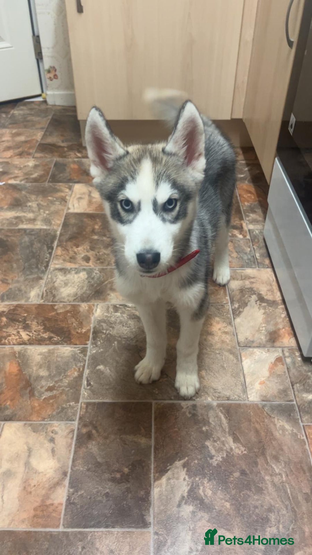 Siberian Husky dogs for sale: Female Siberian Husky  - Advert 1