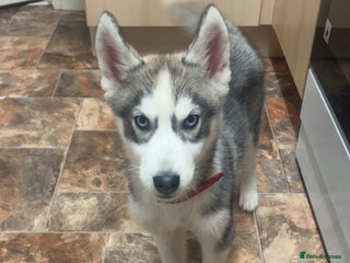 Siberian Husky dogs Female Siberian Husky - Advert 5