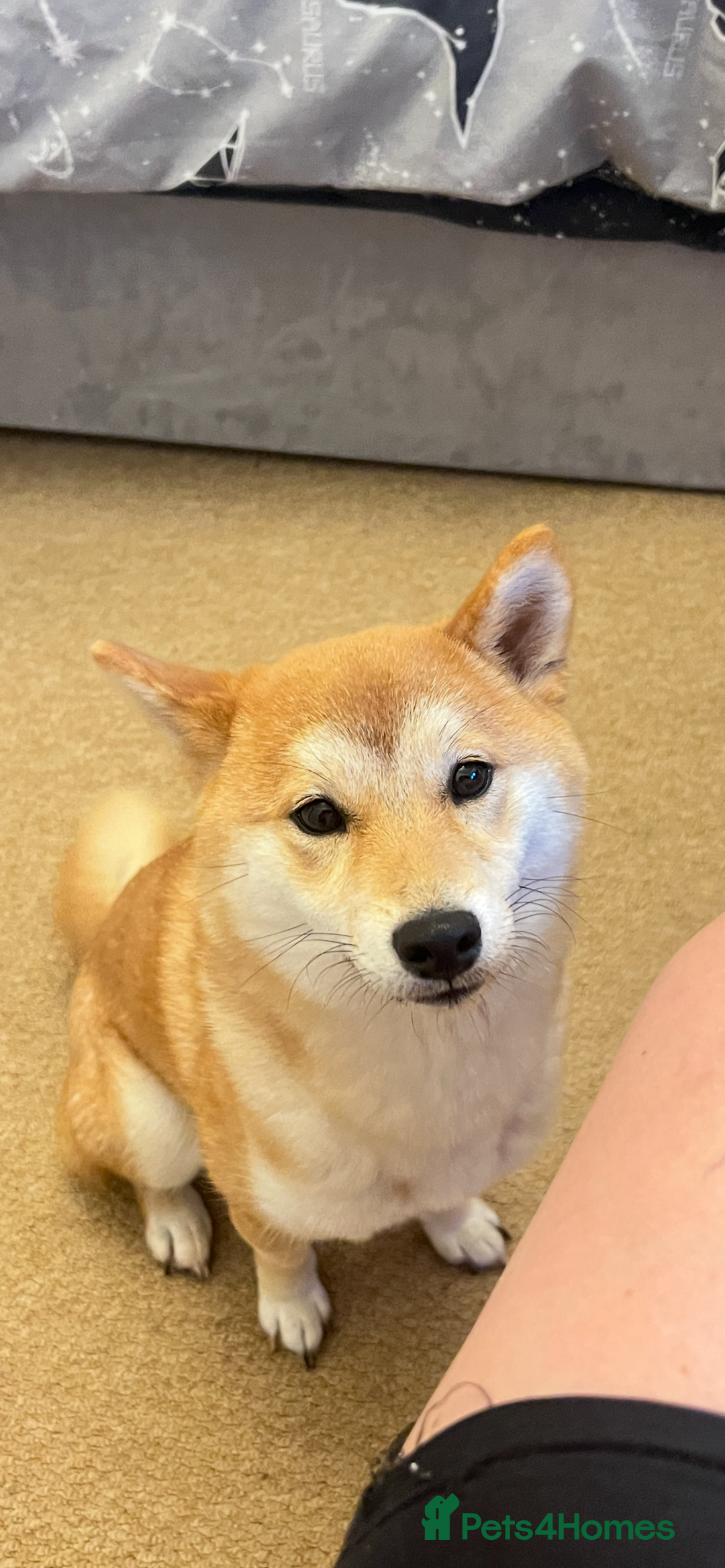 Japanese Shiba Inu dogs for sale: my beautiful 2 year old Shiba Inu  - Advert 4