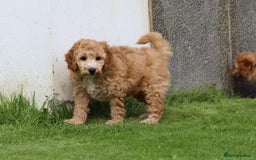 Cockapoo dogs for sale: Beautiful F1 Cockapoo puppies for sale - Image 5