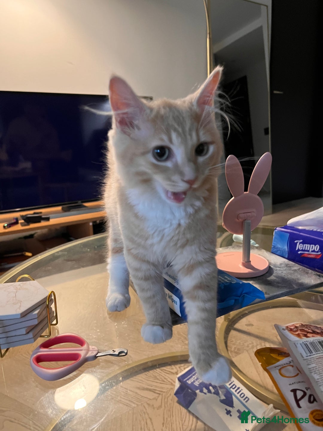 Mixed Breed cats for sale: Adorable Kittens Looking for Their Forever Homes - Image 1