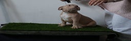 American Bully dogs for sale: Micro American bully puppies  - Advert 9