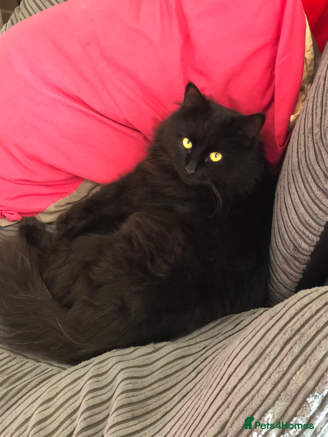 British Longhair cats for sale: Rono needs a new family - Image 1