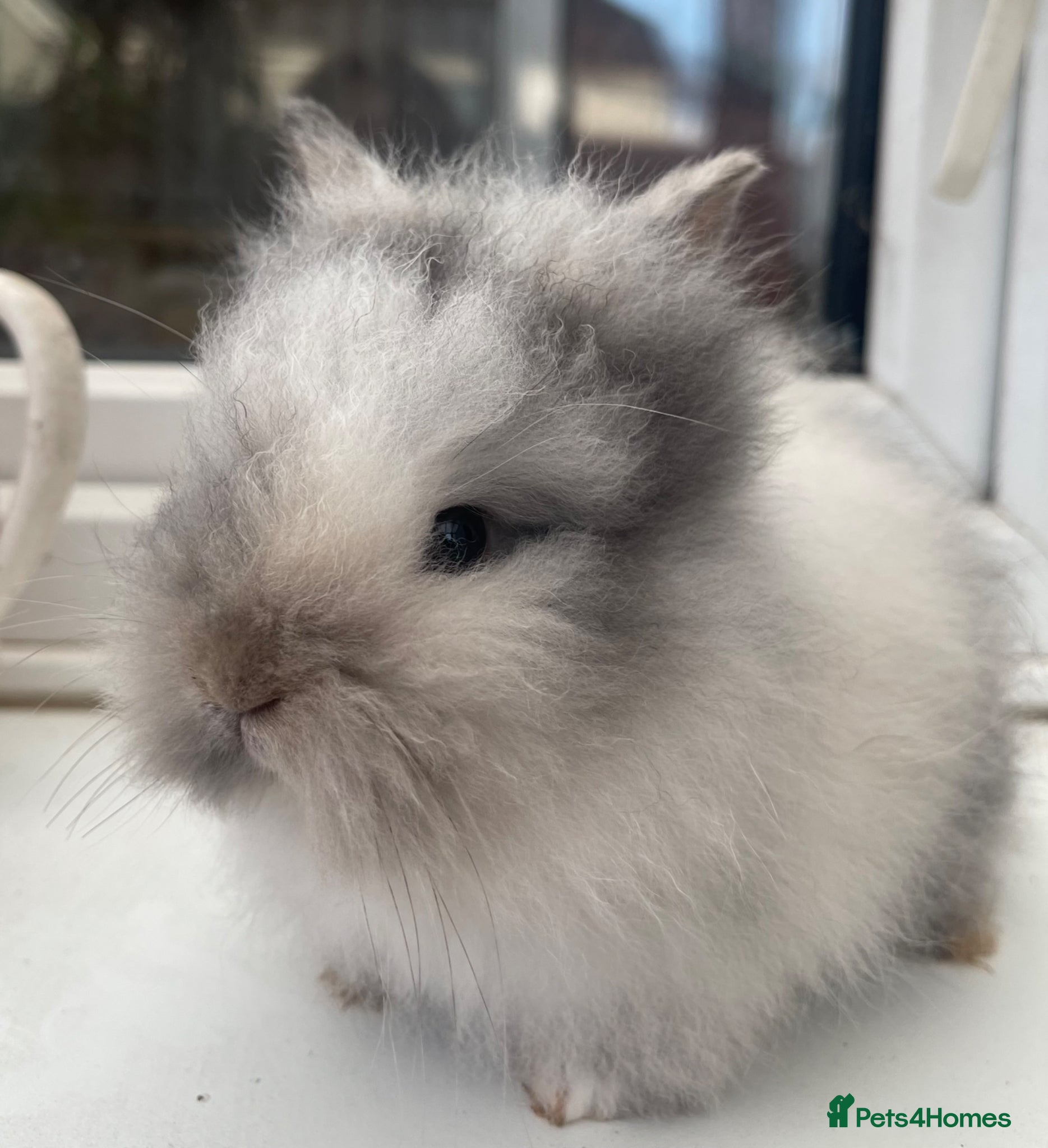 Lionhead rabbits for sale: Beautiful purebred double maned baby bunnies 🐰  - Advert 1