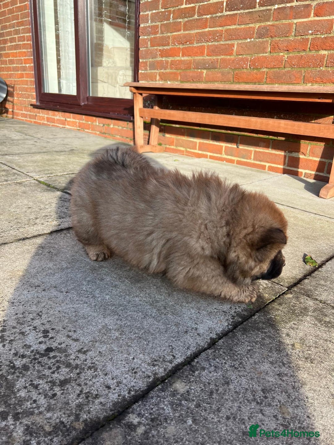 Chow Chow dogs for sale: Gorgeous Chow Chow Puppies Raised in a loving Home - Advert 31